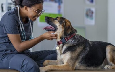 From Shaking to Tail Wags: Making Vet Visits Easier for Your Dog