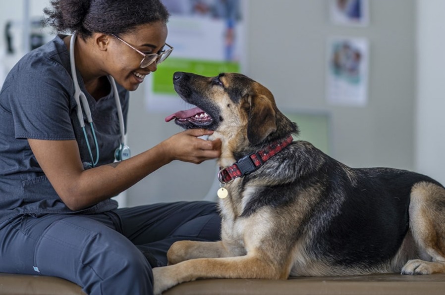 From Shaking to Tail Wags: Making Vet Visits Easier for Your Dog