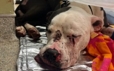 A Broken Body, An Unbreakable Heart