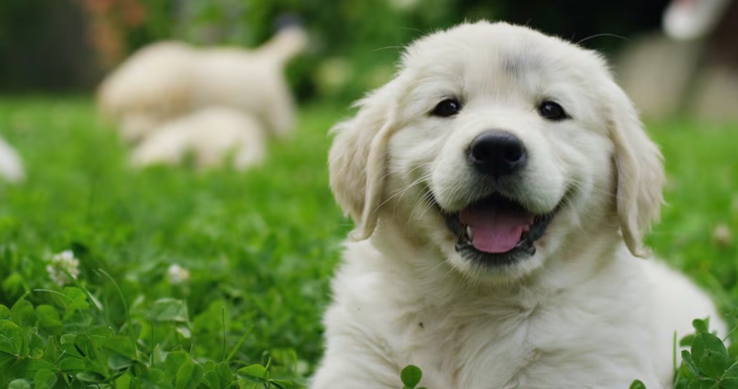 When a Big Heart Meets a Little Puppy: A Sweet Farm Friendship