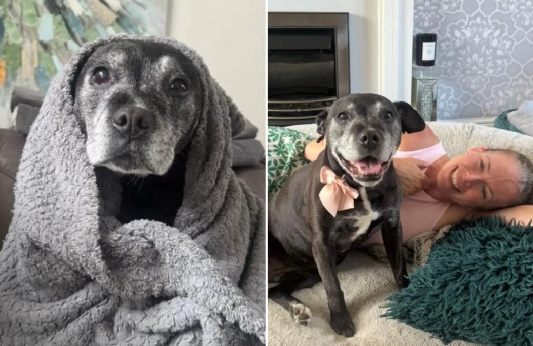 The Exact Moment This Family Fell in Love With Willow the Senior Rescue Dog