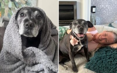 The Exact Moment This Family Fell in Love With Willow the Senior Rescue Dog