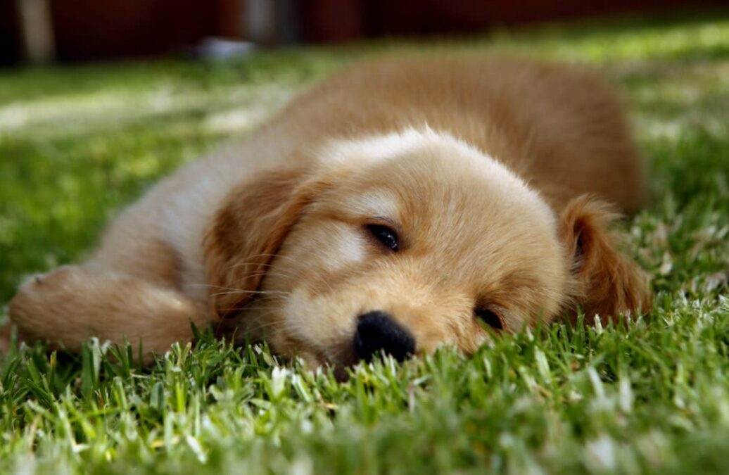 Furry Friendship Goals: Buck and Winston’s Heartwarming Bond