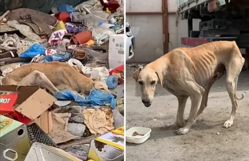 Eight Years in the Shadows: The Miraculous Rescue of the Dog the World Forgot