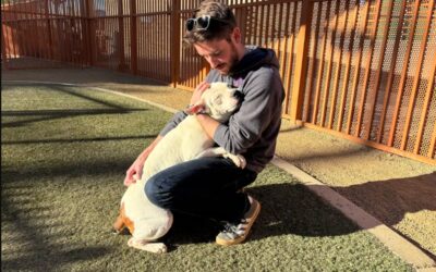 How a Hug‑Loving Pit Bull Mix Steals Hearts at the Shelter