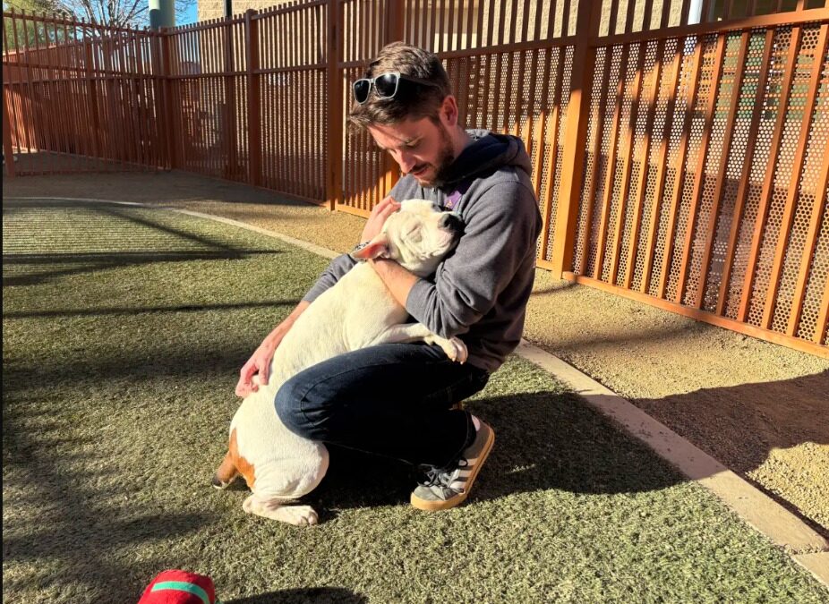 How a Hug‑Loving Pit Bull Mix Steals Hearts at the Shelter