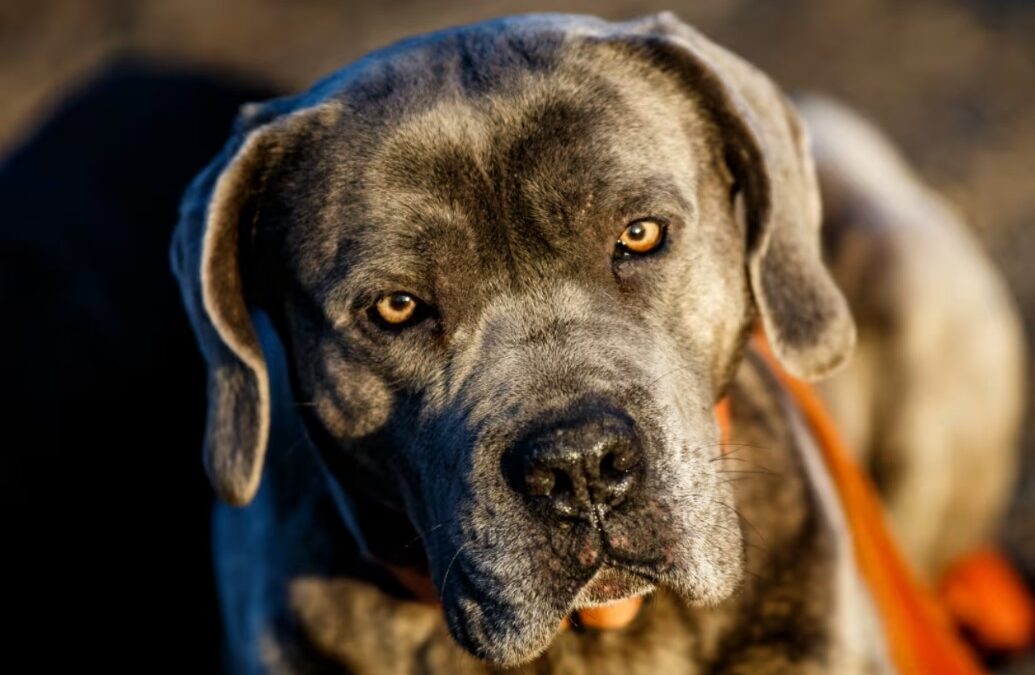 Big Dog, Gentle Heart: A Cane Corso Dad Checks on His Babies