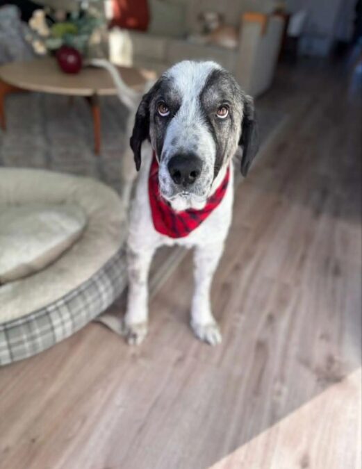 From “Ghost Dog” on Texas Streets to Healthy, Happily Loved Pup