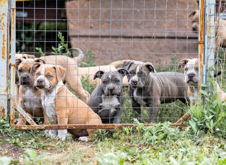 Rescuers Pull Over 200 Dogs from Suspected Dogfighting Network in Massive Bust