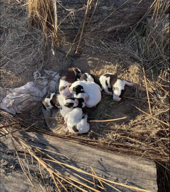 When Rescuers Followed Three Strays, They Discovered a Whole Family Waiting