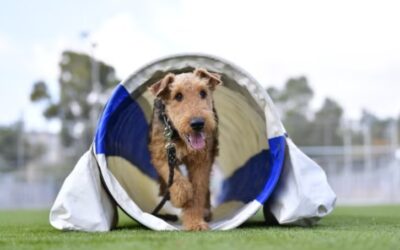From Backyard Zoomies to Blue Ribbons