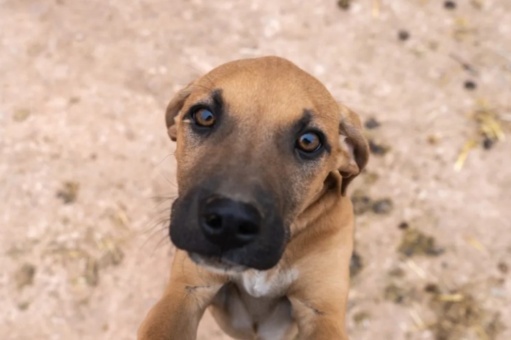 Stray Dog Chooses Her Human—Life Changes Instantly