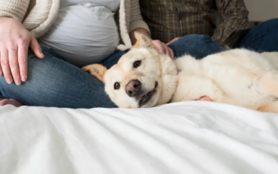 Preparing Your Dog for a New Baby: A Gentle Guide to a Happy Home