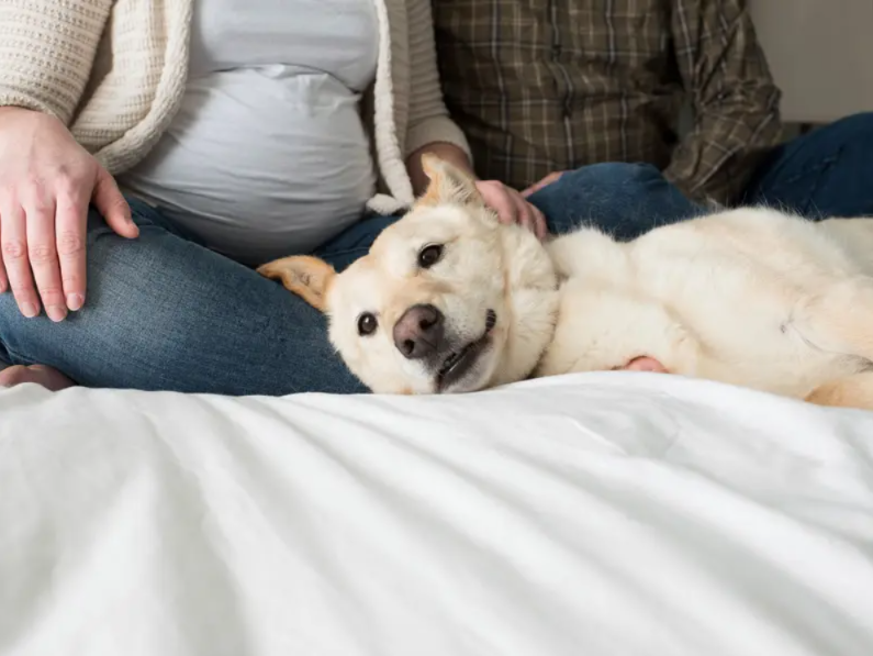 Preparing Your Dog for a New Baby: A Gentle Guide to a Happy Home