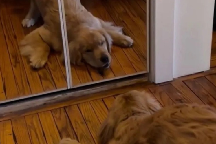 When a Golden Retriever Meets His Match: The Puppy Who Changed Everything