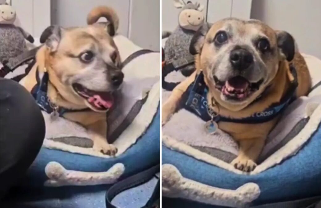 Senior Dog Baxter Was Still Smiling in the Shelter — Then His Life Changed Forever