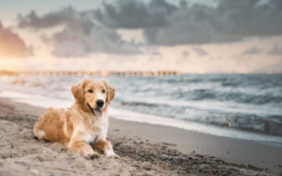 How to Make Every Beach Outing Safe, Fun, and Stress‑Free for Your Dog