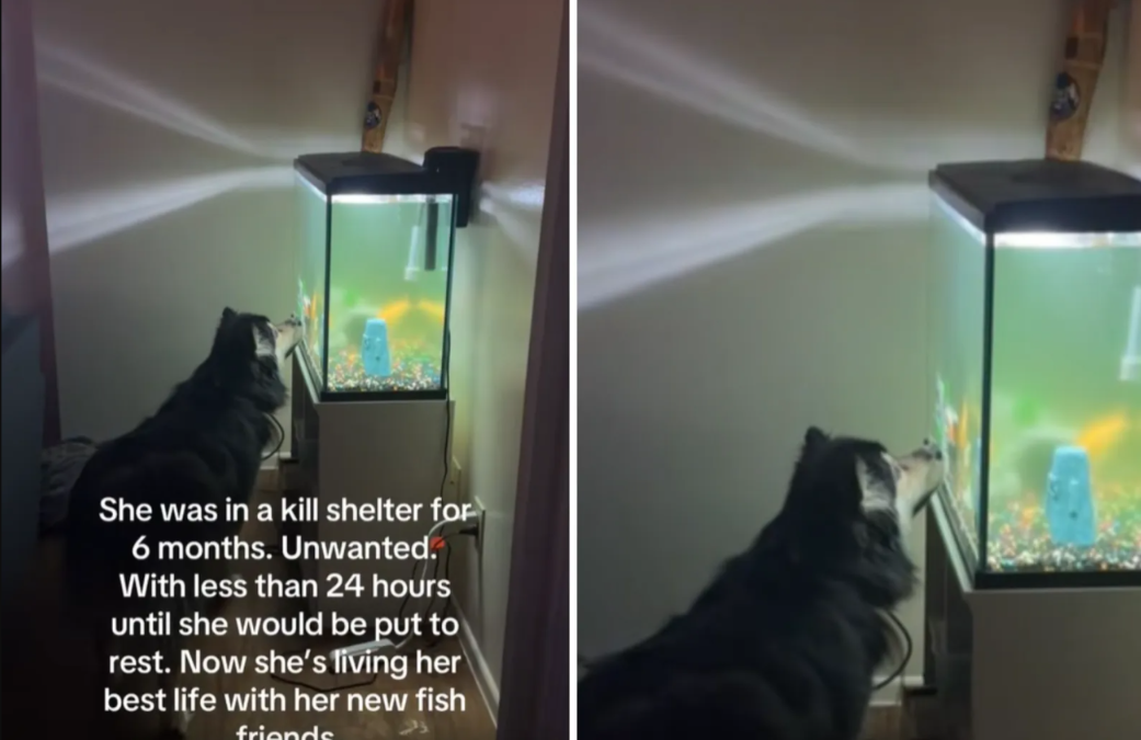 Saved at the Last Second: Bean’s Second Chance