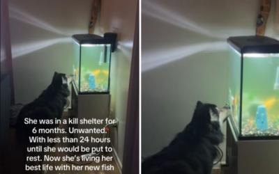 Saved at the Last Second: Bean’s Second Chance