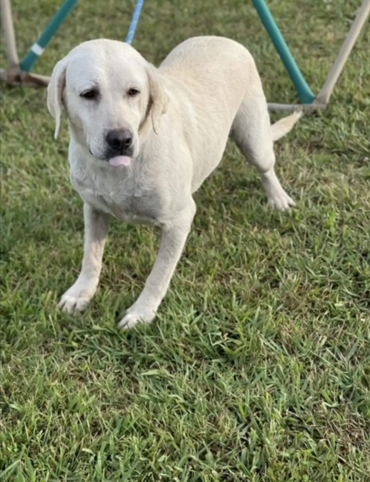 Across State Lines — A Rescue That Reunited Siblings