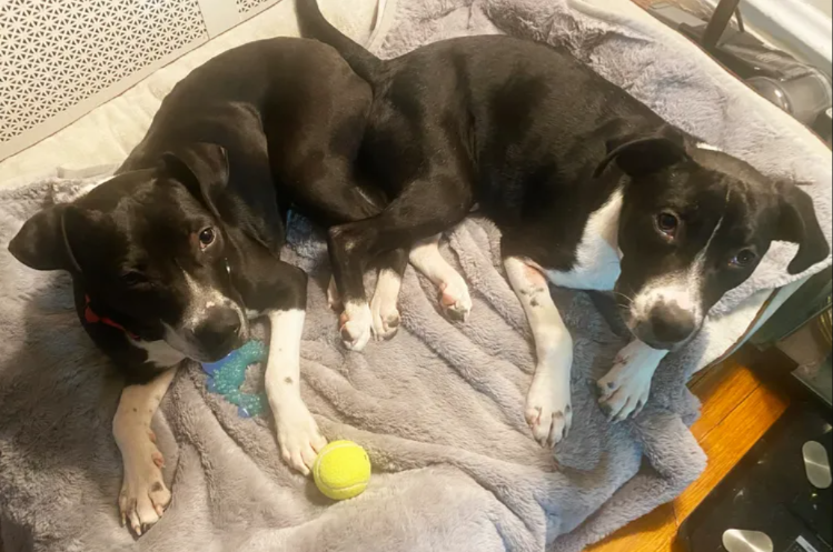 GPS Magic: How Ben Came Back Home