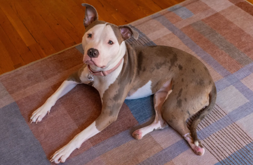 New Legs, New Life: Betty’s Joyful Leap