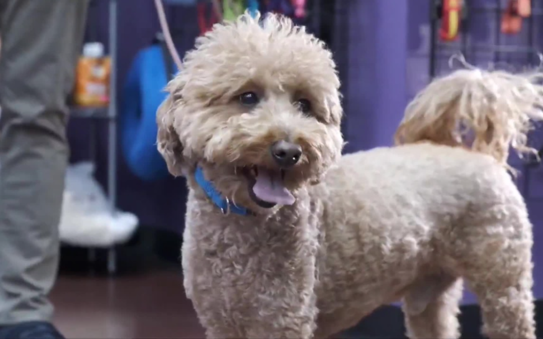 From Airport Abandonment to Forever Home