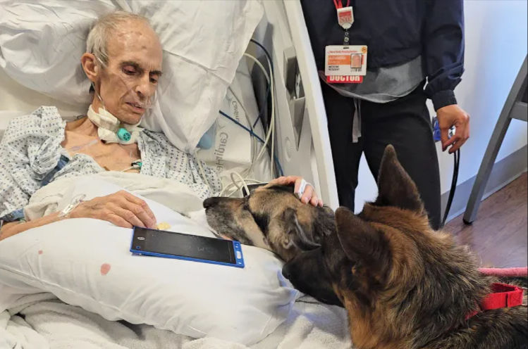 German Shepherds and the Heart That Held Them