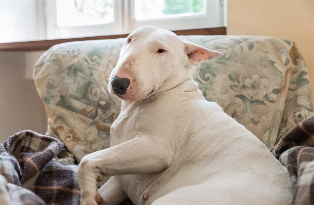 A Dog Overlooked for a Year Because of His Looks Finds Love at Last