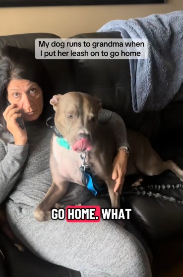 This Pit Bull Knows Where the Best Lap Is — and She’s Not Giving It Up