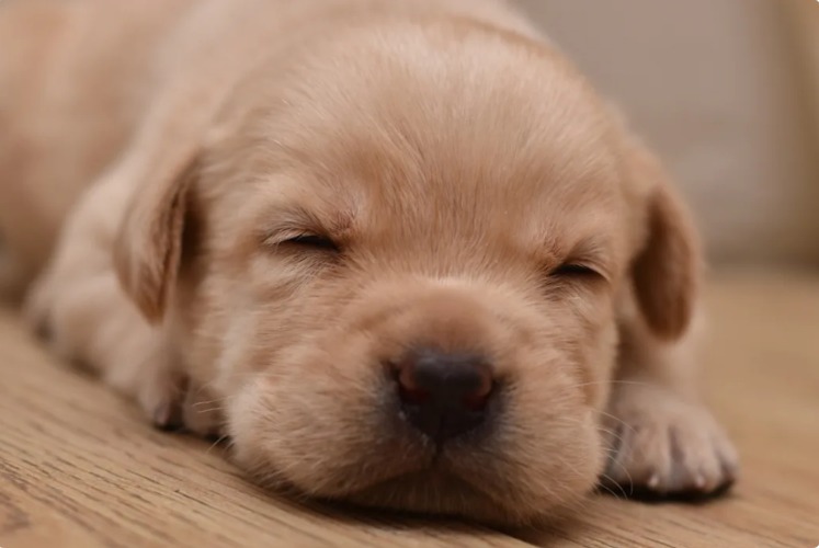 Too Tired to Drink — Watch This Golden Retriever Puppy Crash Mid‑Sip