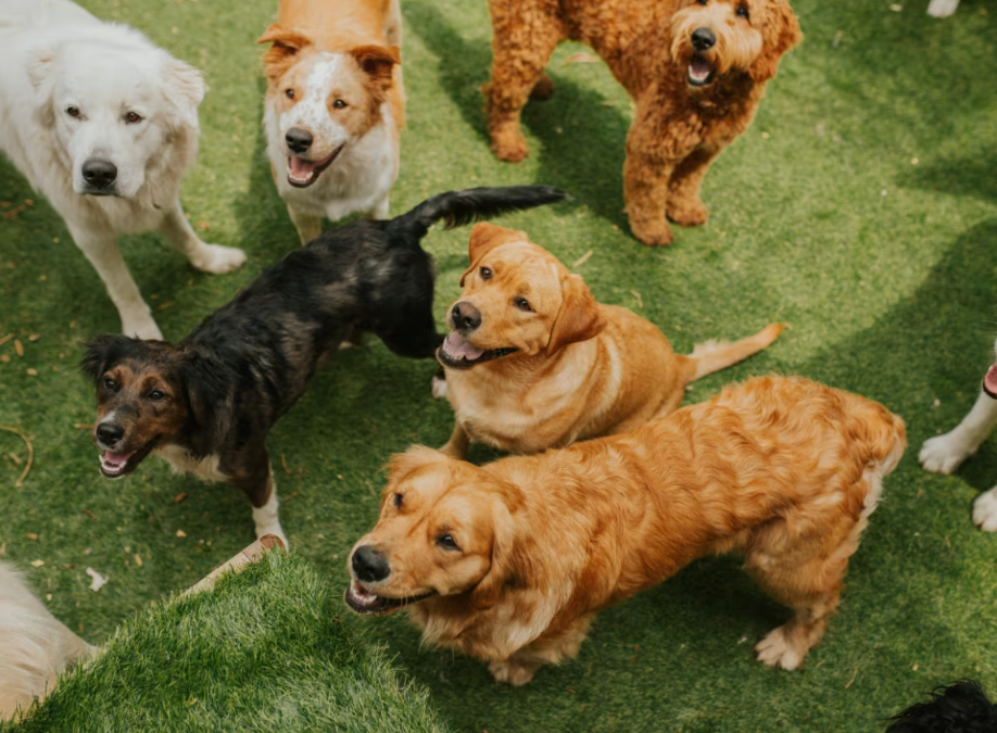 Dogs Line Up for Roll Call — Too Cute to Handle