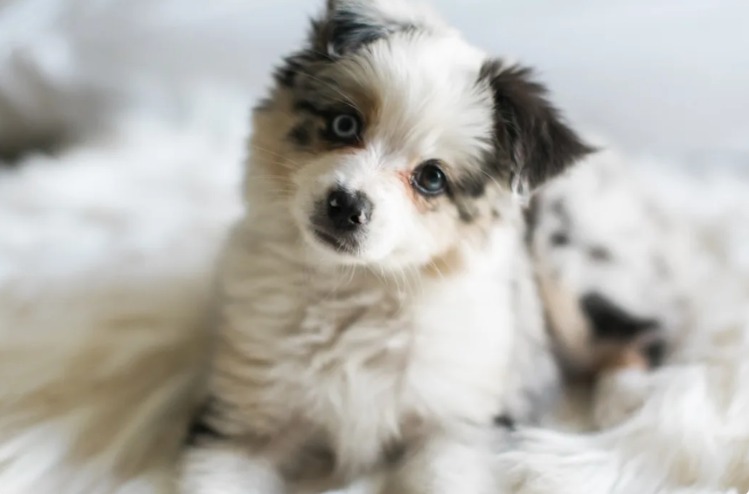The Puppy Bowl Star Who Showed the World Courage Comes in All Sizes