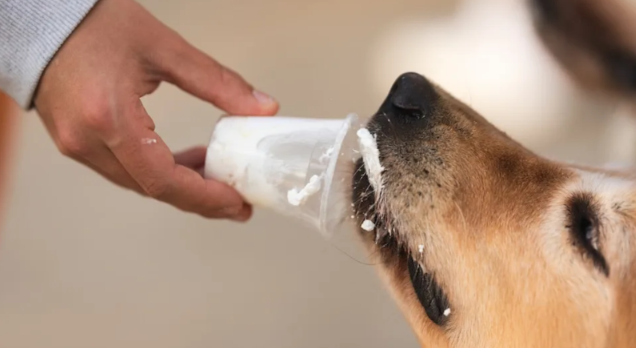 How One Dog Hijacked Mom’s Drink (And Won Hearts)