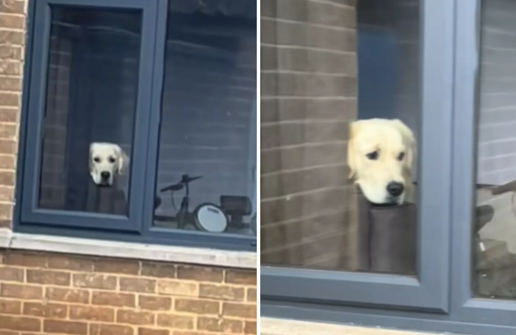 The Golden Who Watches You Leave — and It’s Adorable