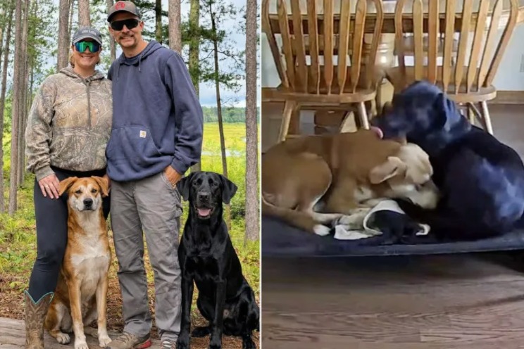 A Dog’s Comforting Gesture on Pet Cam Melted Hearts Worldwide