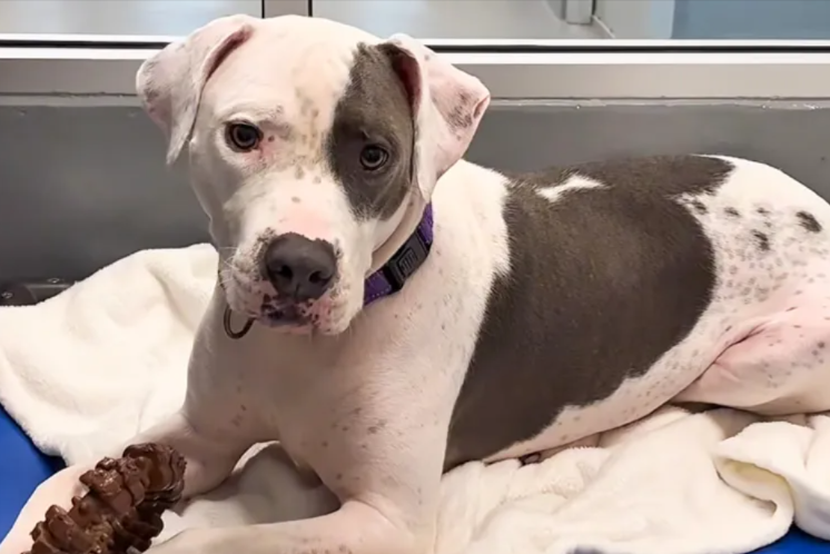 Long Wait, Perfect Match: Chase’s Journey