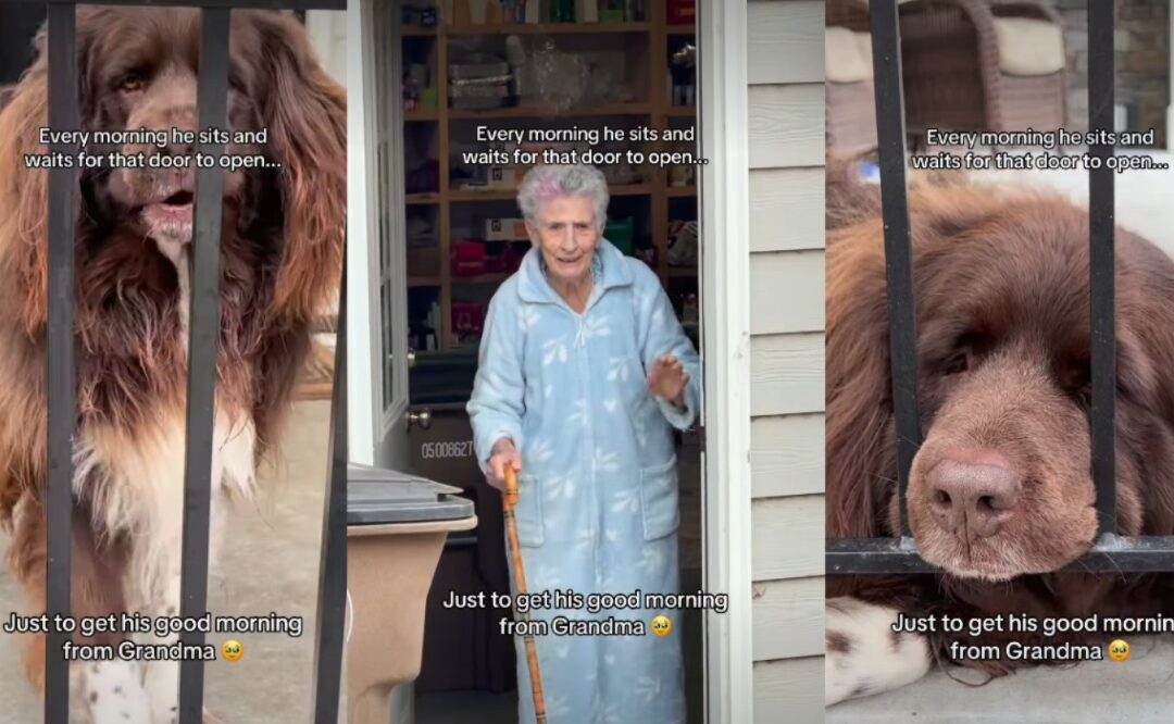The Gentle Routine of a Big Dog Who Greets Grandma Like Clockwork