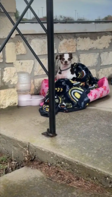 Left in the Cemetery With Her Things — This Little Pup’s Journey to Love