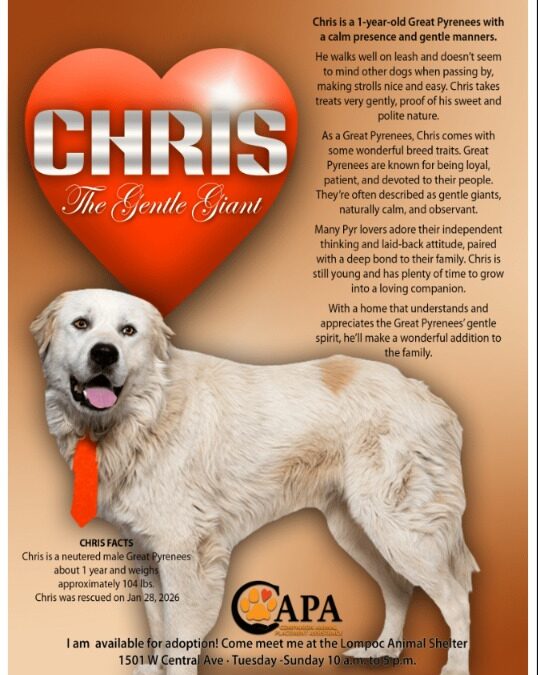 Calm, Sweet and Ready to Love — Chris Wants to Be Yours