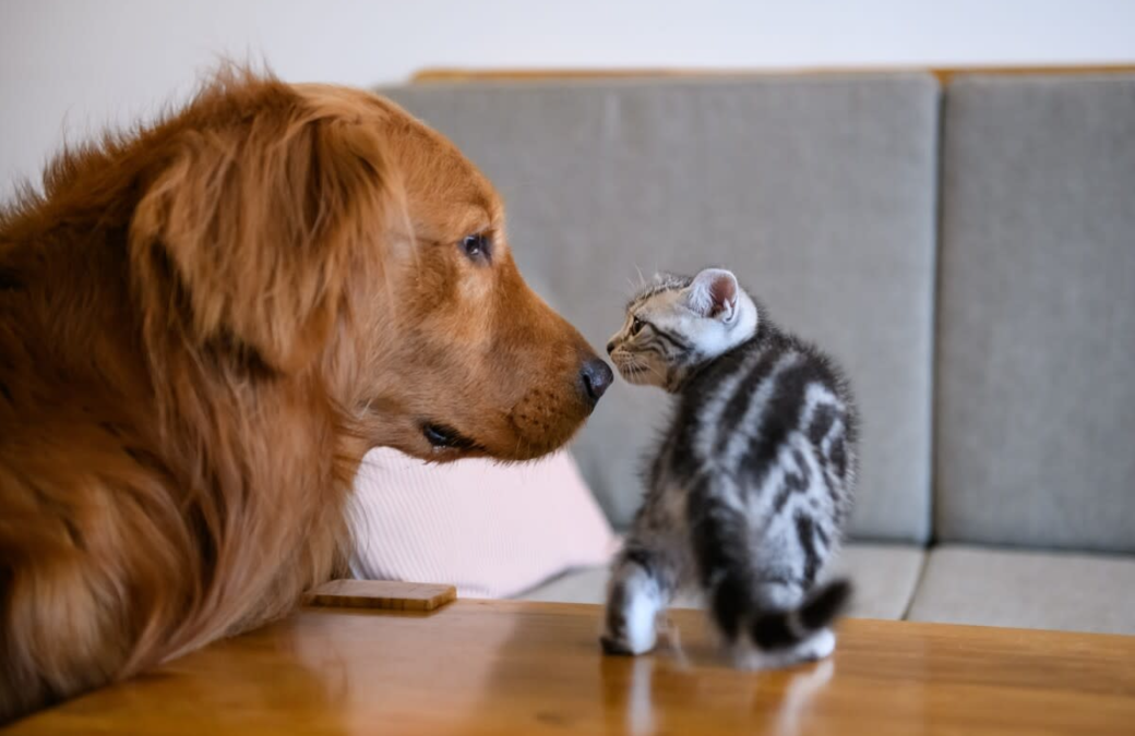 Two Tiny Kittens Broke Her Brain (In the Best Way)