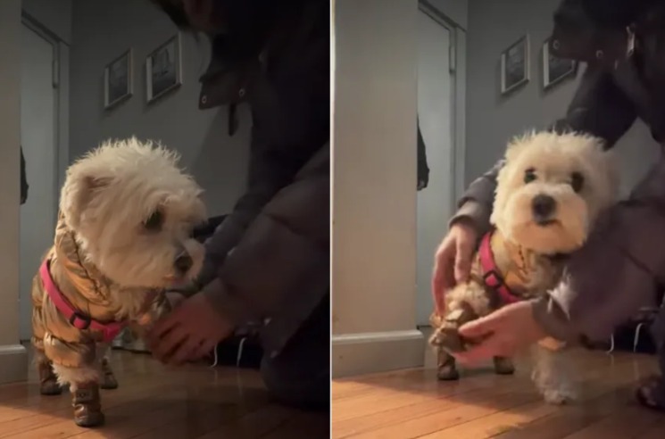 This Tiny Dog’s Post‑Walk Ritual Is Too Adorable to Miss