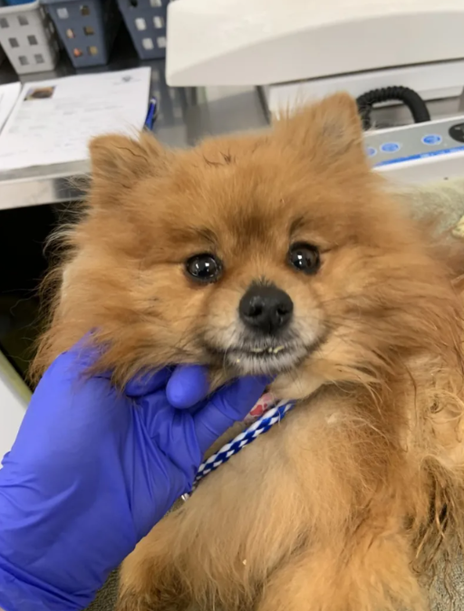 Abandoned in a Backpack: One Dog’s Fight Back