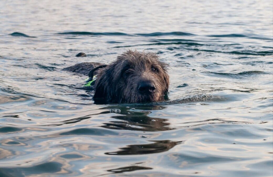 Teen Bravely Saves Dog from Freezing Pond — A Winter Rescue That Melted Hearts
