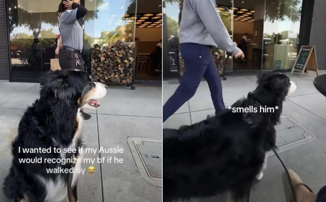 Sniff, Spot, Smile: How Crew Found Love by Scent