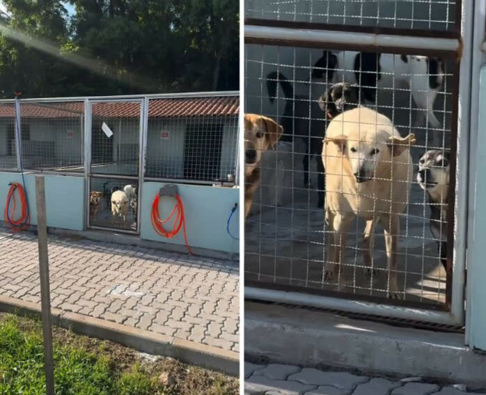 Never Too Old for a Second Chance… Senior Dog Finally Gets the Love He Deserves