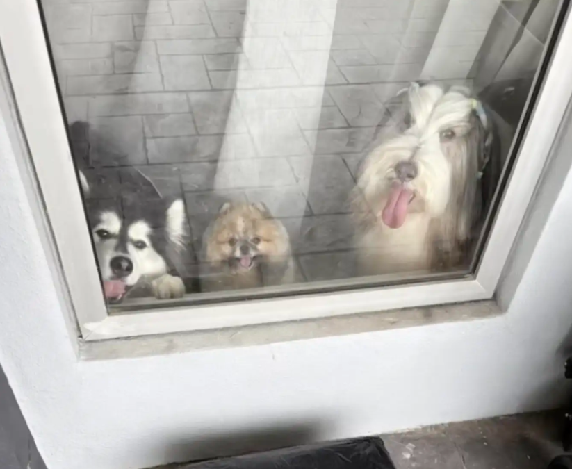 From Parcels to Paw‑Pal Pics: A Sweet Farewell