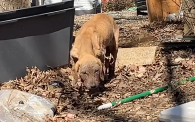 Uncomfortable in Her Skin — Until Love, Care, and Patience Changed Everything