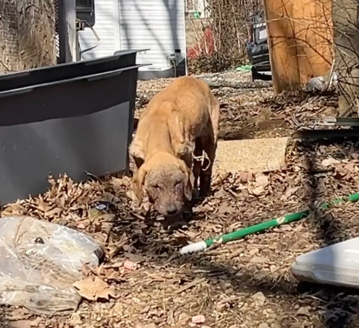 Uncomfortable in Her Skin — Until Love, Care, and Patience Changed Everything