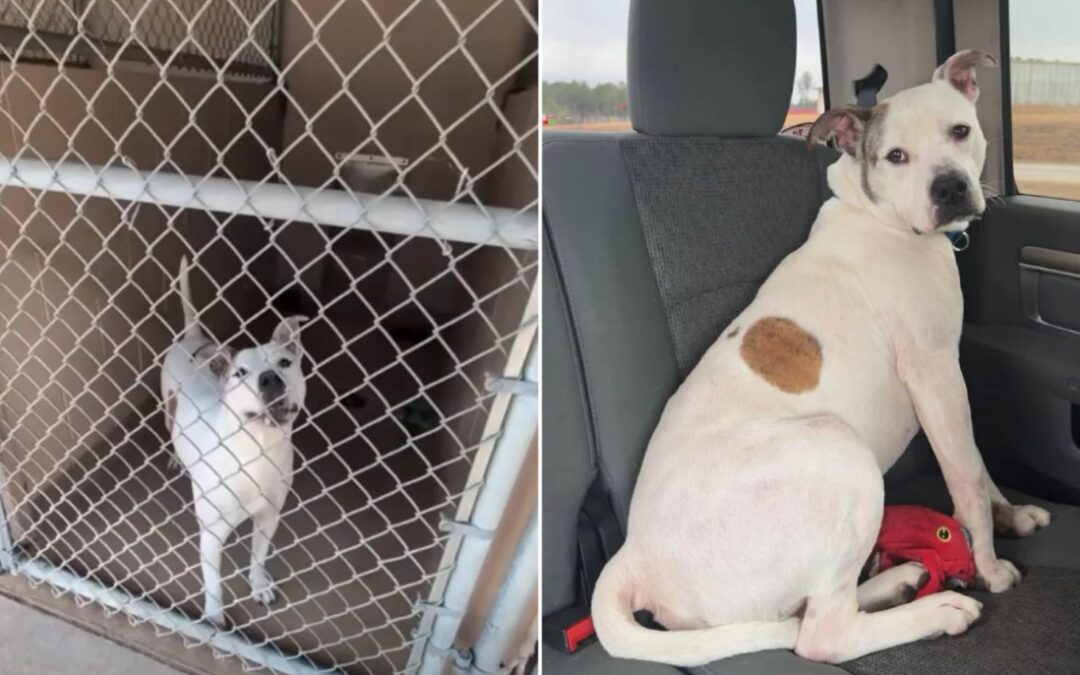 Why This ‘Acting Out’ Dog Stayed in the Shelter — Until Someone Saw the Real Him
